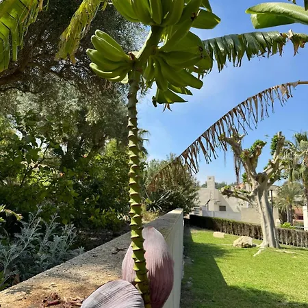 Palmeras Villa El Campello
